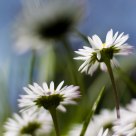 Daisy