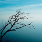 Branches