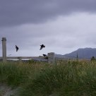 Windy