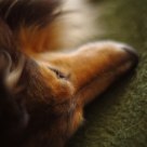 autumn dog