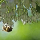 Honey side down