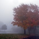 Shenandoah Fog
