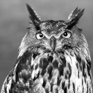 B&W owl