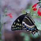 Sipping Nectar