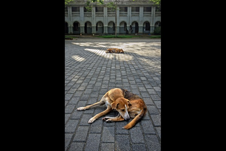 Galle strays