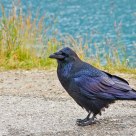 Raven