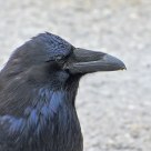 Raven