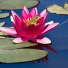 frog in a water rose