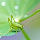 grasshopper