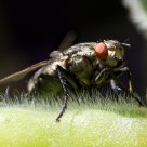 Fly