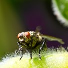 fly