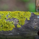 pasture fence