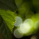 Leaf & Cream