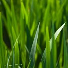 Grass