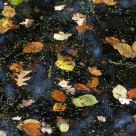 autumn leaves