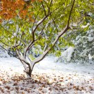 Snow