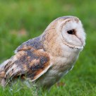 barnowl