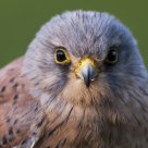 kestrel
