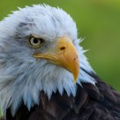bold eagle