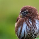 just a tiny little owl