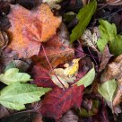 autumn leaves