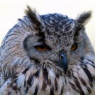 owl