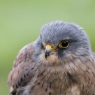 kestrel