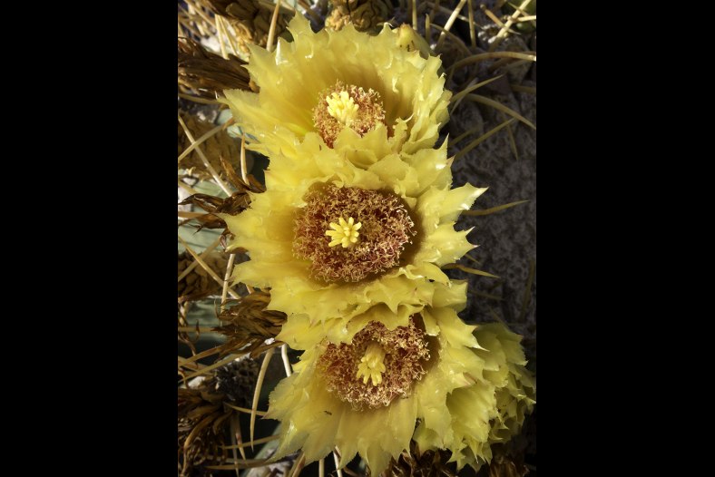 Cactus Flower in Autumn