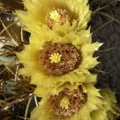 Cactus Flower in Autumn