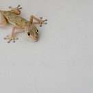 Gecko