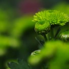 只有一朵小花……