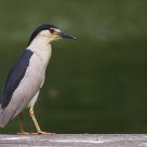 heron bihoreau