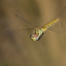 libellule