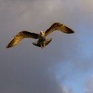 Magie des lumières du soir...
