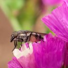 quiet fly