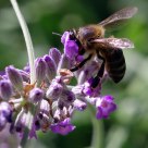 Honey Maker