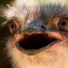 Angry ostrich