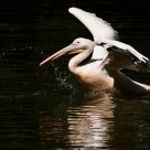 Flying pelican