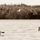 Massaciuccoli Lake