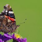 vanessa atalanta / red admiral