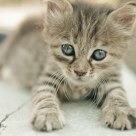 Kitten