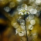 Aperture