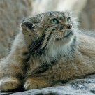 Pallas Cat