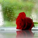 Raindrops on Roses