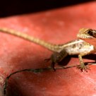 Lizard on red floor