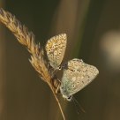 Evening Chalkhill Blue
