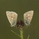 Chalkhill Blue