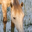 Peaceful Horse