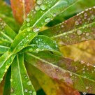 Vert d'eau