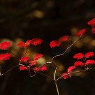 autumn red
